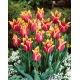 Tulipan Sonnet - duża paczka! - 50 szt.