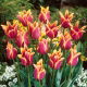 Tulipan Sonnet - GIGA paczka! - 250 szt.