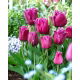 Tulipan Traveller - 5 szt.