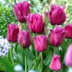 Tulipan Traveller - duża paczka! - 50 szt.