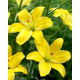 Lilia - Yellow Cocotte - bezpyłkowa, idealna do wazonu! - GIGA paczka! - 50 szt.