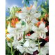 Lilia tygrysia - White Twinkle - GIGA paczka! - 50 szt.