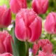 Tulipan Cacharel - 5 szt.