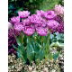 Tulipan Lilac Perfection - duża paczka! - 50 szt.