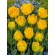 Tulipan Mon Amour - GIGA paczka! - 250 szt.