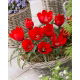 Tulipan wilsoniana - GIGA paczka! - 250 szt.