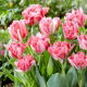 Tulipan Crispion Sweet - GIGA paczka! - 250 szt.