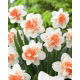 Narcyz Easter Beauty - GIGA paczka! - 250 szt.
