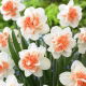 Narcyz Easter Beauty - duża paczka! - 50 szt.