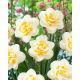 Narcyz Fragrant Jewel - duża paczka! - 50 szt.