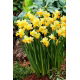 Narcyz Spring Sunshine - 5 szt.