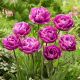 Tulipan Blue Diamond - duża paczka! - 50 szt.