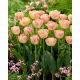 Tulipan Creme Upstar - GIGA paczka! - 250 szt.