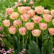 Tulipan Creme Upstar - 5 szt.