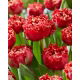 Tulipan Qatar - duża paczka! - 50 szt.