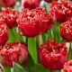 Tulipan Qatar - 5 szt.