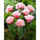 Tulipan Queensland - duża paczka! - 50 szt.