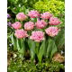 Tulipan Newcastle - GIGA paczka! - 250 szt.