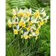Irys holenderski - Montecito - 10 szt.