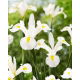 Irys holenderski - White Magic - GIGA paczka! - 500 szt.