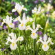 Irys holenderski - White Magic - 10 szt.
