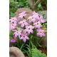 Ipheion - Ifejon - Tessa - GIGA paczka! - 500 szt.
