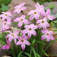 Ipheion - Ifejon - Tessa - GIGA paczka! - 500 szt.