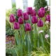 Tulipan Bullit - 5 szt.