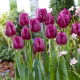 Tulipan Bullit - GIGA paczka! - 250 szt.
