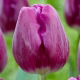 Tulipan Bullit - 5 szt.