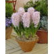 Hiacynt China Pink - GIGA paczka! - 150 szt.