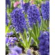 Hiacynt Blue Jacket - GIGA paczka! - 150 szt.