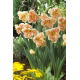 Narcyz Apricot Whirl - GIGA paczka! - 250 szt.