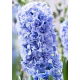 Hiacynt Blue Tango - pełny - GIGA paczka! - 150 szt.