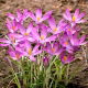 Krokus Roseus - GIGA paczka! - 500 szt.