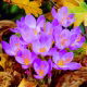 Krokus Jesienny Speciosus - GIGA paczka! - 500 szt.
