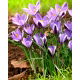 Krokus Spring Beauty - GIGA paczka! - 500 szt.