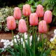 Tulipan Menton - GIGA paczka! - 250 szt.