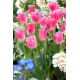 Tulipan Fancy Frills - GIGA paczka! - 250 szt.
