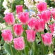 Tulipan Fancy Frills - GIGA paczka! - 250 szt.