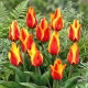 Tulipan Cape Cod - GIGA paczka! - 250 szt.