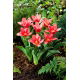 Tulipan Fashion - GIGA paczka! - 250 szt.