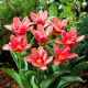 Tulipan Fashion - GIGA paczka! - 250 szt.