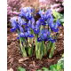 Irys żyłkowany - Iris reticulata - GIGA paczka! - 500 szt.