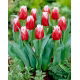 Tulipan Canasta - GIGA paczka! - 250 szt.