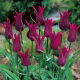 Tulipan Burgundy - GIGA paczka! - 250 szt.