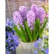 Hiacynt Splendid Cornelia - GIGA paczka! - 150 szt.