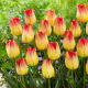 Tulipan Suncatcher - GIGA paczka! - 250 szt.