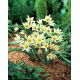 Tulipan Turkestanica - GIGA paczka! - 250 szt.
