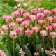 Tulipan Vogue - GIGA paczka! - 250 szt.